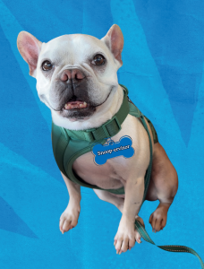 closeup of a white bulldog with a bone shaped collar tag that says "snooper-visor"
